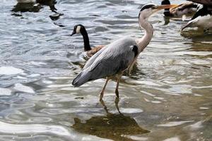 A view of a Grey Heron in the water in London photo