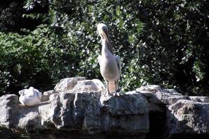 A view of some Pelicans on a rock in London photo