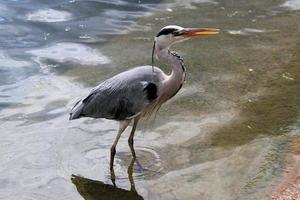 A view of a Grey Heron in the water in London photo