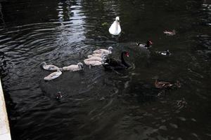 una vista de un cisne mudo en londres foto