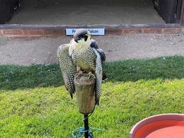 un primer plano de un halcón peregrino foto