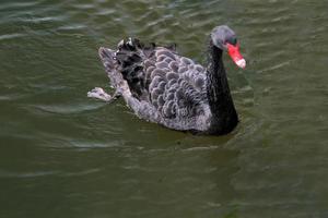 A close up of a Black Swan photo