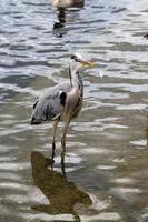 A view of a Grey Heron in the water in London photo