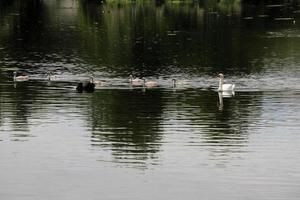 A view of a Mute Swan in London photo