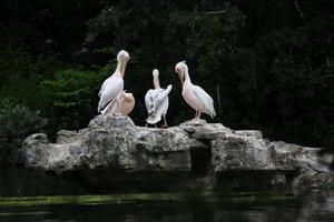 A view of some Pelicans on a rock in London photo