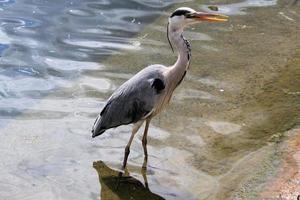 un ver de un gris garza en el agua en Londres foto