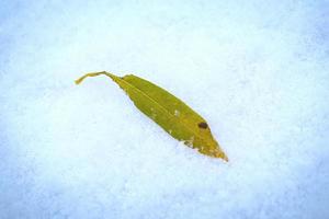 Long yellow willow leaf lying on snow surface with big snowflake on the side with vignette photo