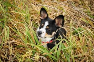 Chihuahua mixed black, brown and white cute dog on a walk in green and yellow long grass photo