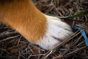Brown and white little dog paw on brown forest ground with wet pine needles photo