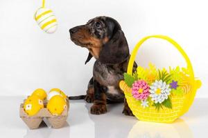 A cute little dachshund puppy is sitting next to a basket of pastel-colored Easter eggs on a white background. photo