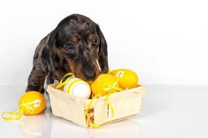 A cute little dachshund puppy is sitting next to a basket of pastel-colored Easter eggs on a white background. photo