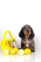 A cute little dachshund puppy is sitting next to a basket of pastel-colored Easter eggs on a white background. photo