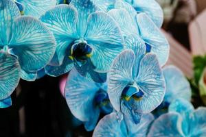 hermosa orquídea azul foto