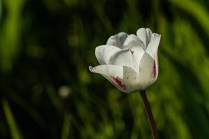 Macro of white tulips on a background of green grass photo