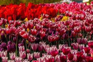 Spring field of colorful tulips photo