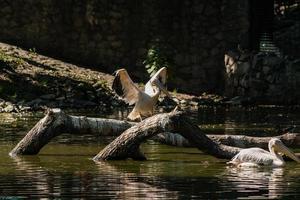 pelícano se sienta en un tronco y se calienta al sol foto