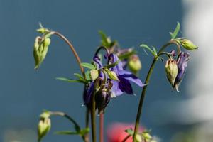 Macro of flowering flowers photo