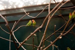 Couple in love close friends parrots sit on a close-up branch photo