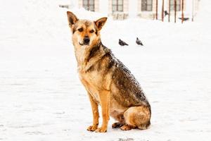 hermoso perro de patio pelirrojo en la nieve foto