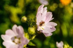 colores de campo rosa con gotitas y una estufa recogiendo polen foto