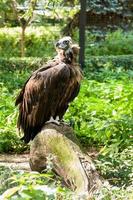 Griffins in green grass closeup photo