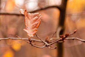 hermosas hojas de otoño en una rama foto