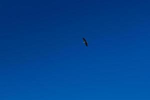 Stork soaring in the blue sky with white clouds photo