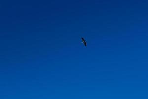 cigüeña volando en el cielo azul con nubes blancas foto