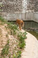 Tiger resting in the nature near the water photo