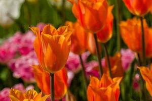 Spring field of colorful tulips photo