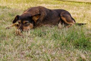 Old dog posing and resting on the grass close-up photo