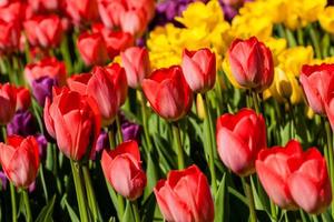 Spring field of colorful tulips photo