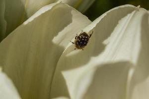 tulipanes blancos con un insecto en un pétalo foto