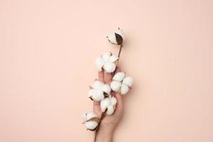 female hand holding a twig with cotton flowers on a beige background, photo