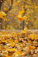 yellow fallen leaves fly in the autumn park. Idyllic scene in the afternoon in an empty park, selective focus photo