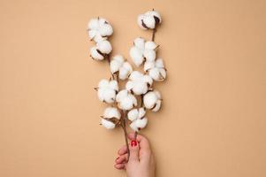 female hand holding a twig with cotton flowers on a light brown background photo