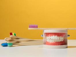 plastic model of a human jaw with white teeth and wooden toothbrush on a yellow background, oral hygiene photo
