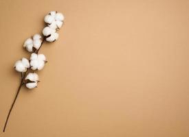 Cotton flower on pastel brown paper background, overhead. Minimalism flat lay composition, copy space photo