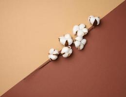 Cotton flower on a brown paper background, overhead. Minimalism flat lay composition photo