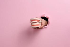 female hand holds a plastic human jaw with white even teeth on a pink background. Part of the body sticking out of a torn hole in the paper, banner. Place for inscription photo