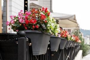 Begonia cucullata pink red and white flowers in outdoor pots landscaping city gardening potted flowering plants greenery concept botanical wax begonia and clubed begonia photo