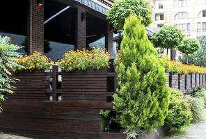 Potted orange marigold flowers on terrace of cafe outside and arborvitae in large pots on street landscaping city gardening potted flowering plants greenery concept botanical photo