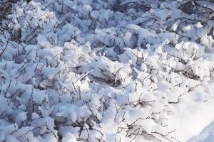 planta cubierto con nieve en invierno en el parque en un soleado día foto. frente ver fotografía con invierno paisaje. foto