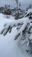 Snowy fir tree branches under layer soft fluffy snowflakes close up. Beautiful green spruce covered with fresh fallen snow at overcast winter weather. Vertical video Full HD 1080x1920