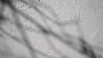 abstrait ombre de branche feuilles de de bonne heure Matin lumière du soleil brillant sur intérieur blanc mur, 4k vidéo dans prores. ombre de feuille sur le mur video