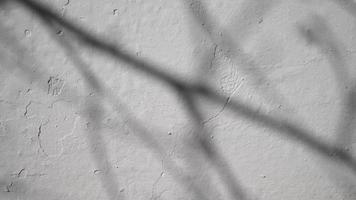 Abstract shadow of branch leaves from early morning sunlight shining on interior white wall, 4k video in ProRes. Shadow of leaf on the wall