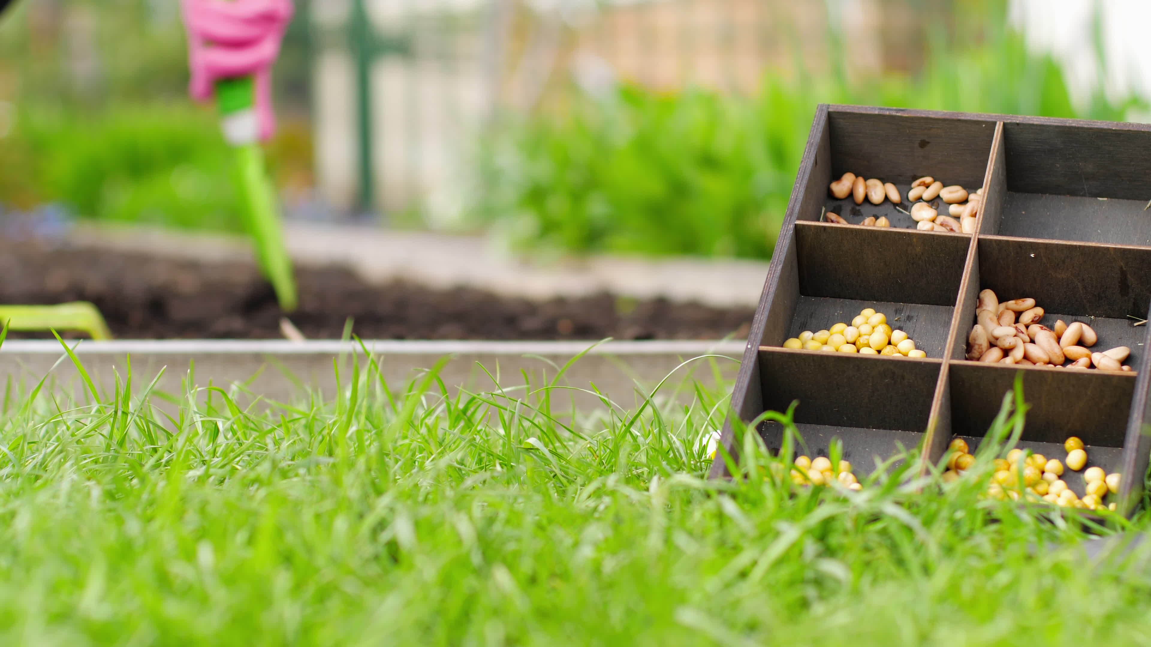 Growing beans and peas. Soil and seeds. Seedlings of vegetables