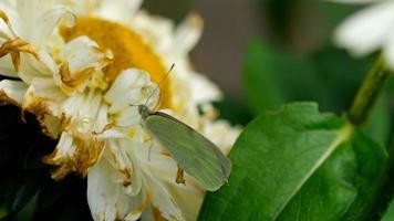 pieris brassicae farfalla di cavolo su fiore di aster video