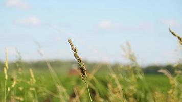 Tractor working in a farmers potato field, view through the green ears of grass video