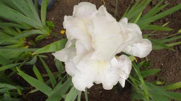 blanco iris flor , parte superior vista, cerca arriba. blanco flores en el verano. botánica, planta creciente, floricultura y jardinería video